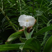 Hellenia speciosa (J.Koenig) S.R.Dutta